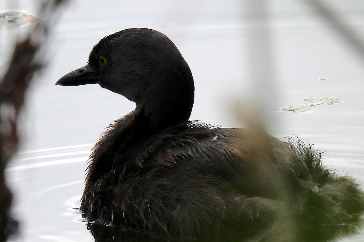 Least Grebe - ML620692844