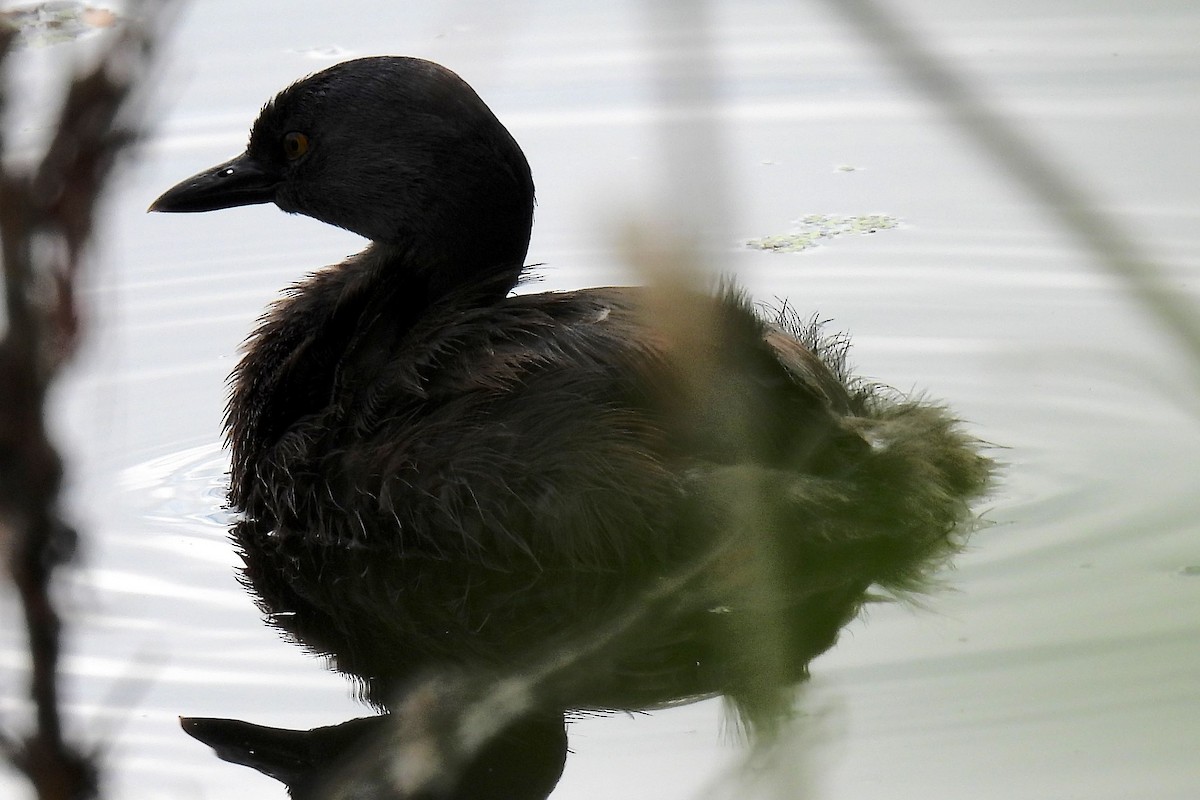 Least Grebe - ML620692846