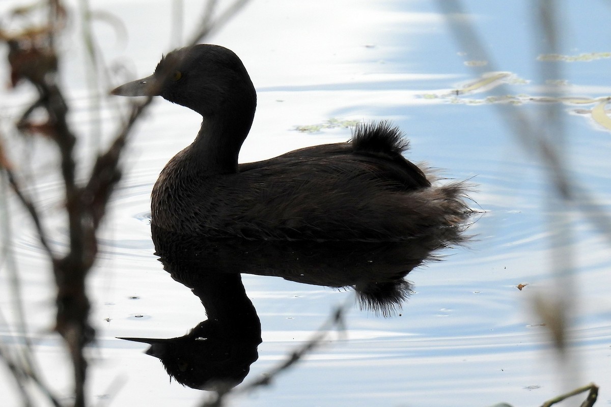 Least Grebe - ML620692847