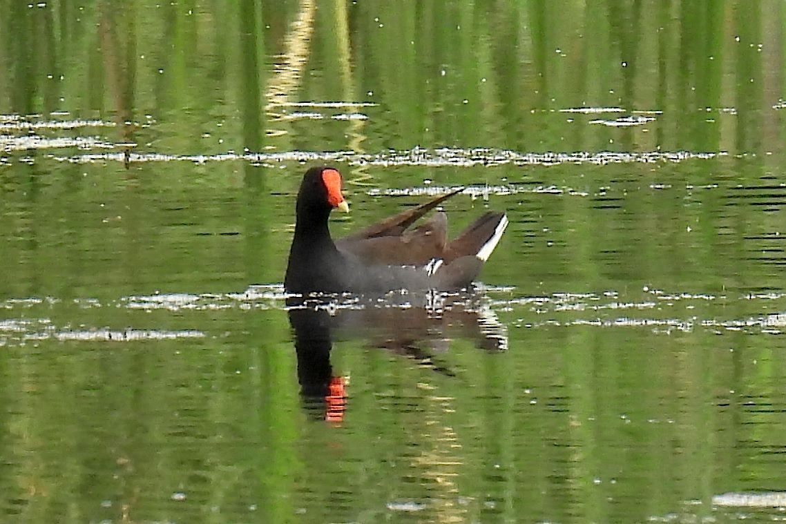 Gallinule d'Amérique - ML620692848