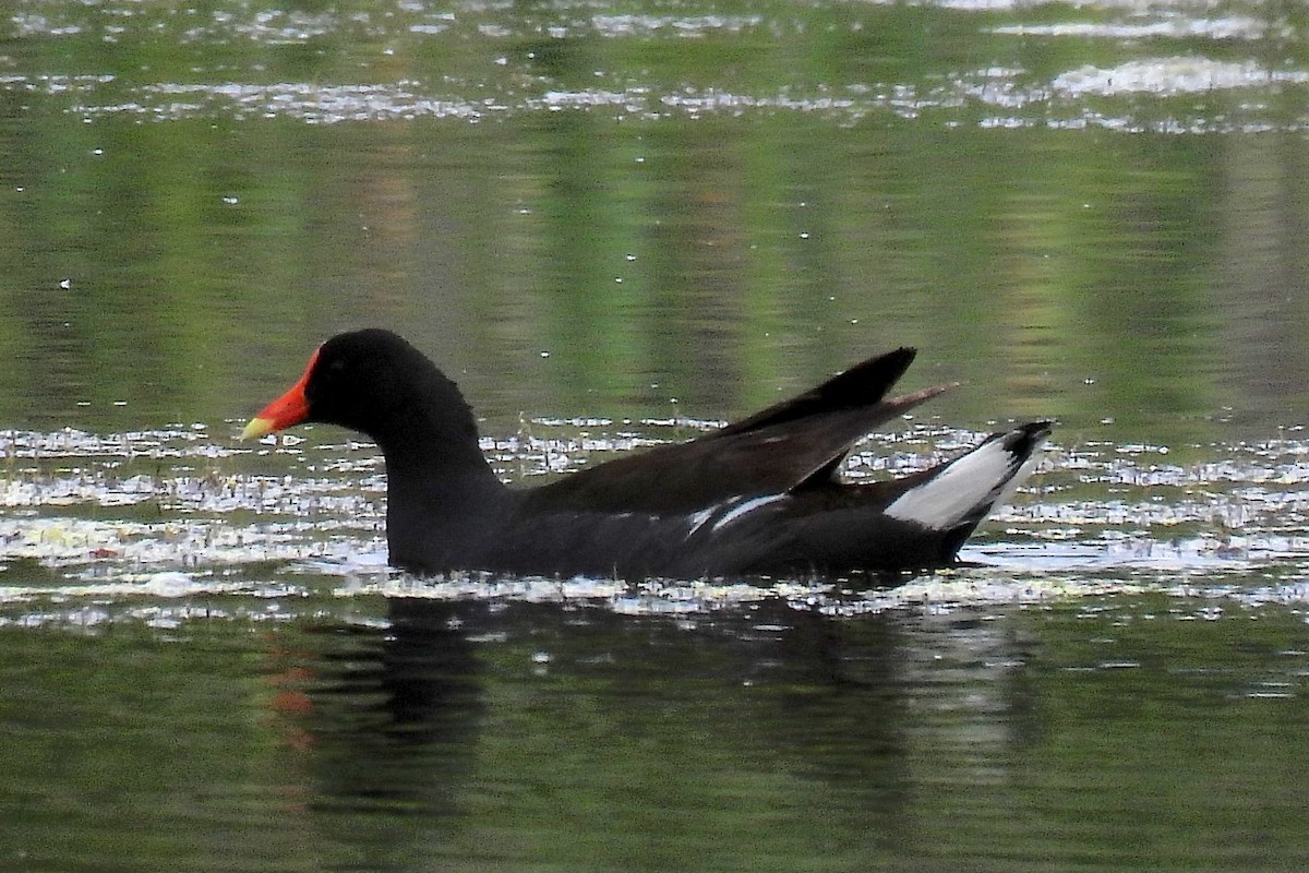 Common Gallinule - ML620692849