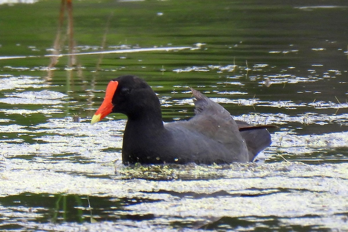 Gallinule d'Amérique - ML620692850