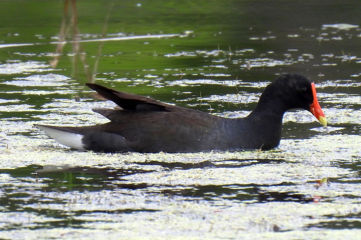 Common Gallinule - ML620692851