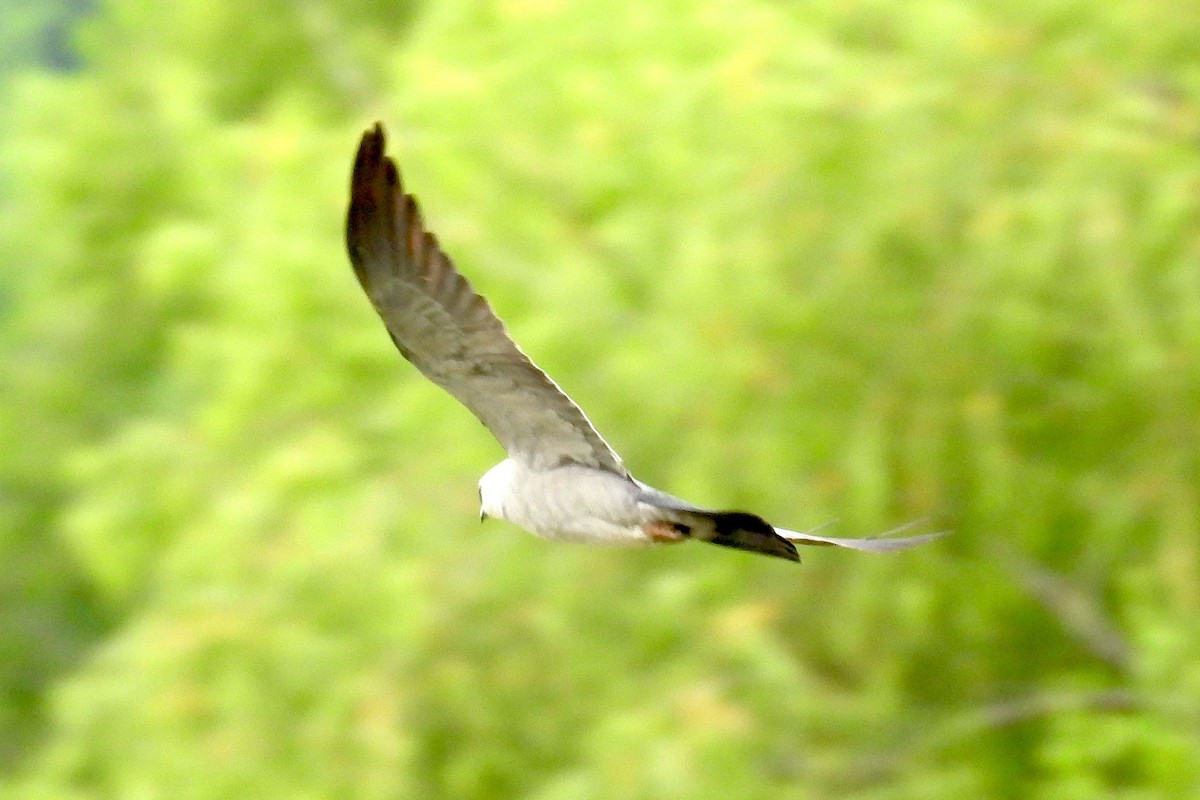 Mississippi Kite - ML620692852