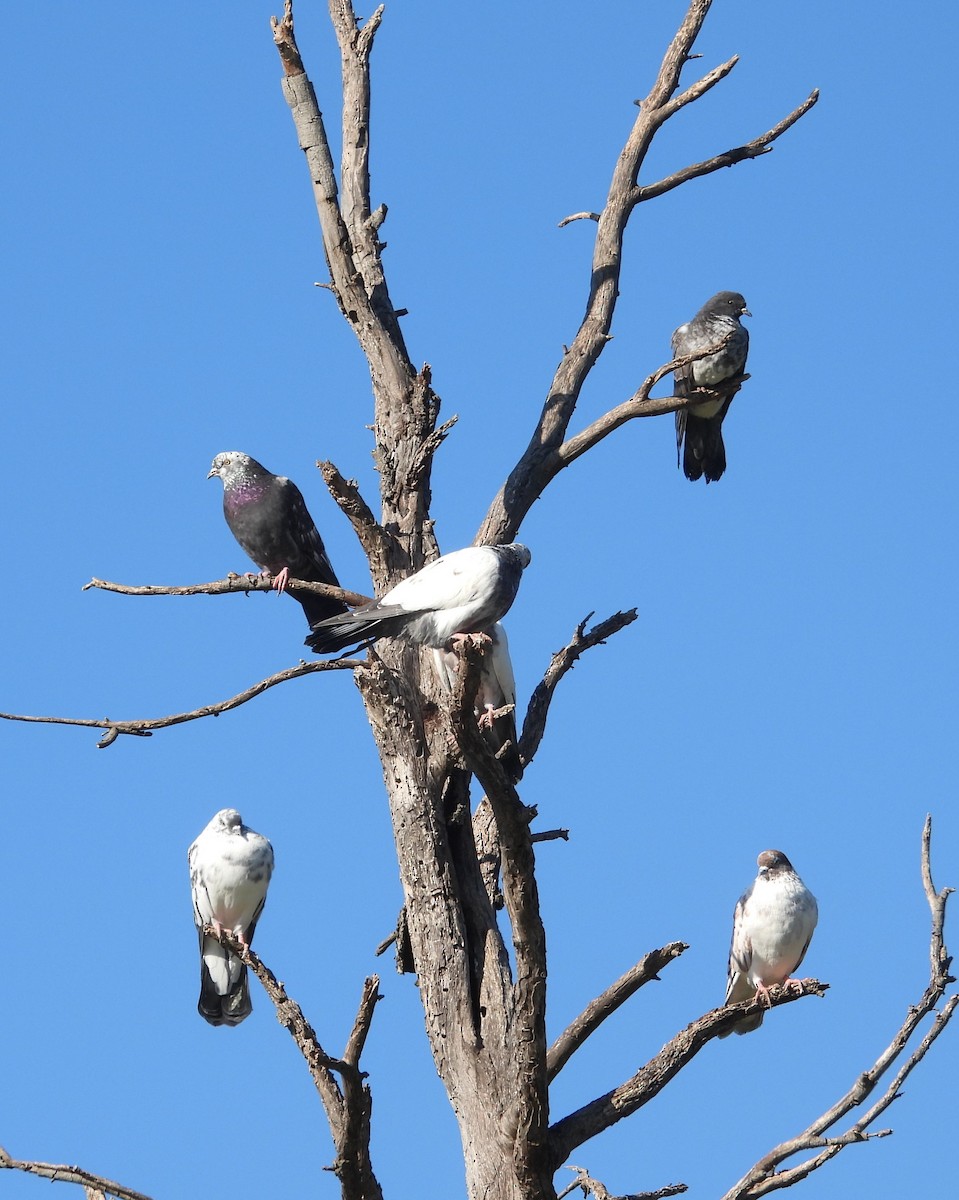 Rock Pigeon (Feral Pigeon) - ML620692853