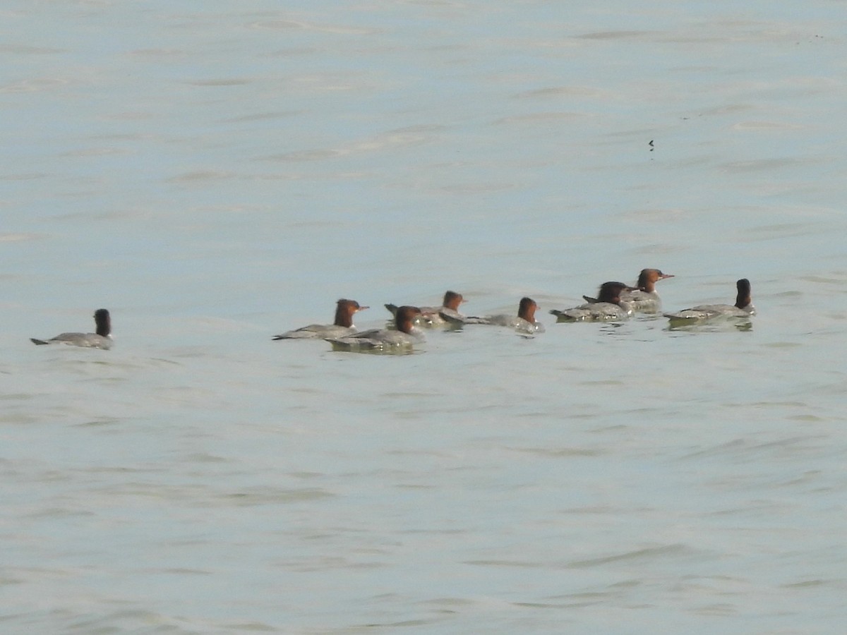 Common Merganser - ML620692854