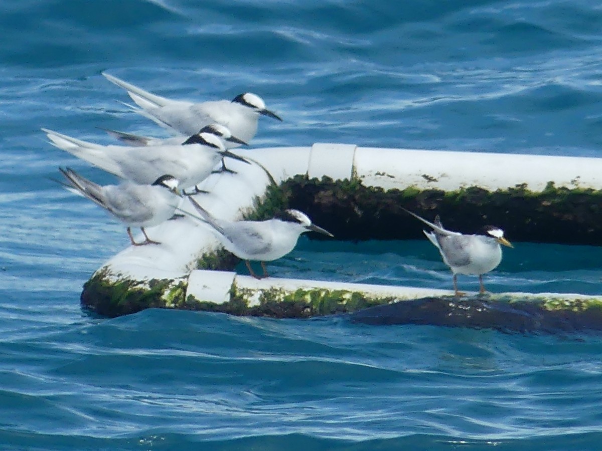 Little Tern - ML620692855