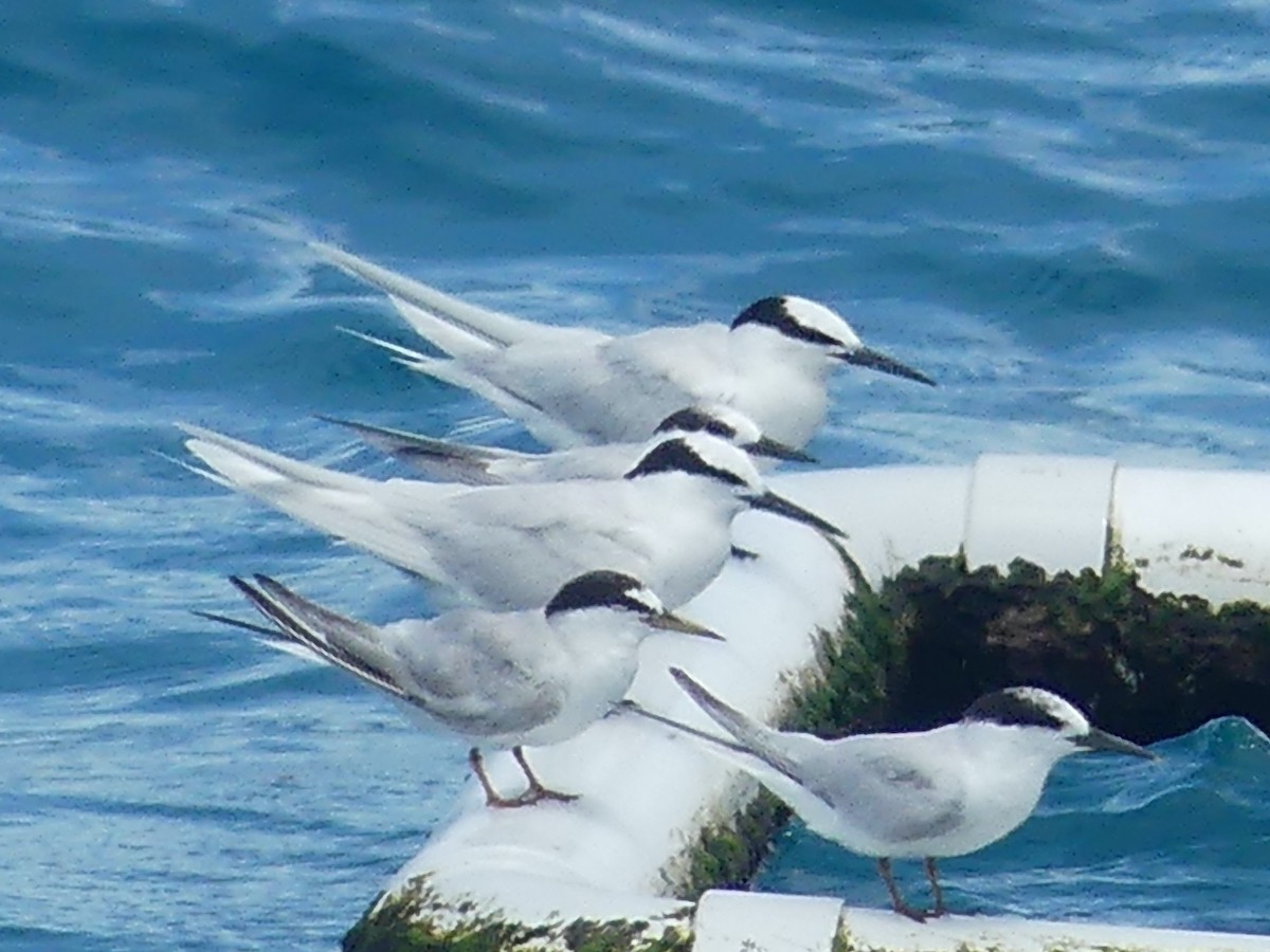 Black-naped Tern - ML620692857