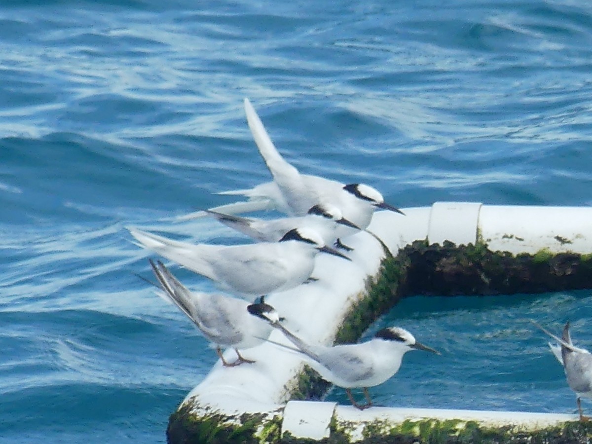 Black-naped Tern - Eamon Corbett