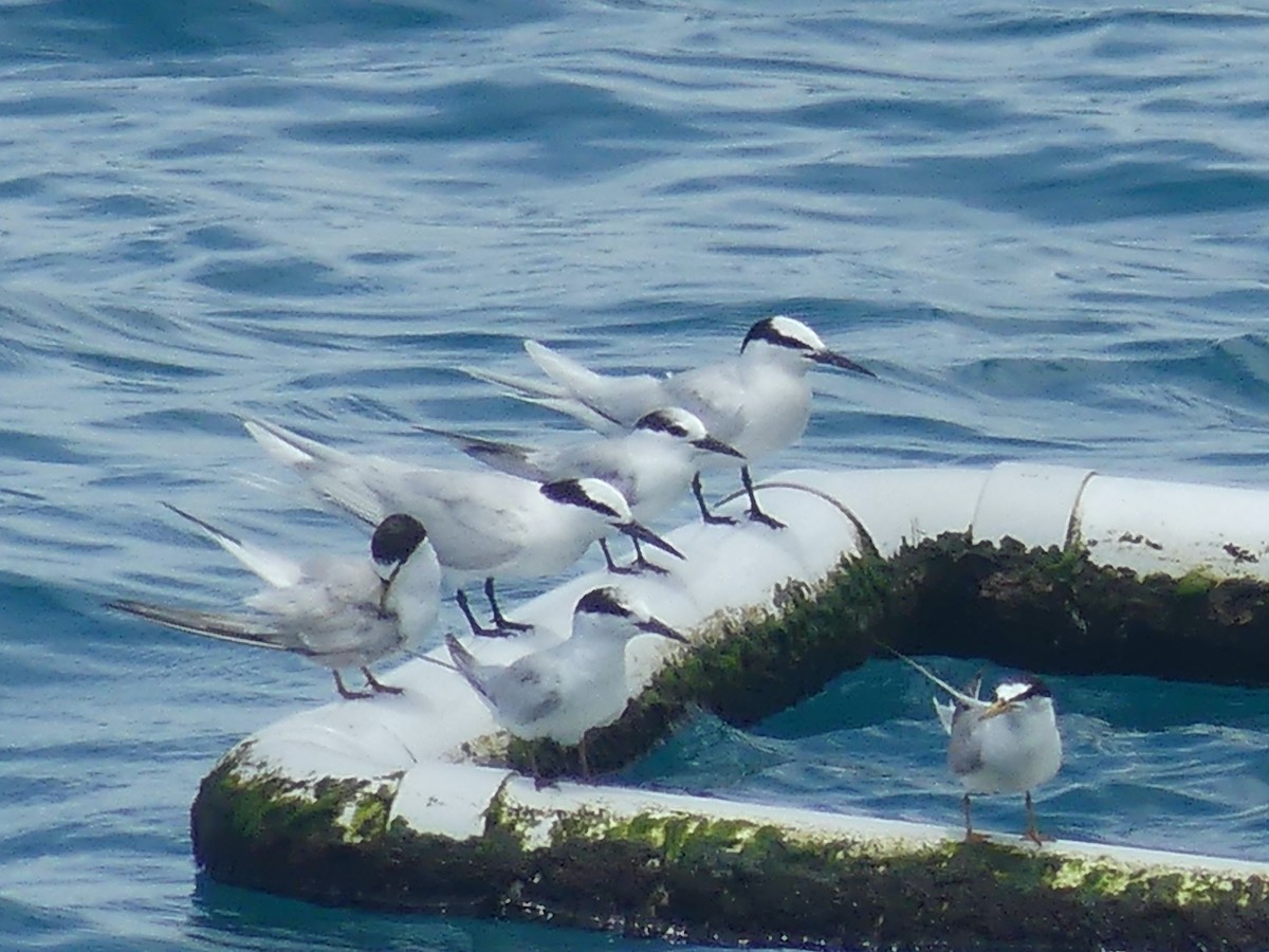 Black-naped Tern - ML620692859