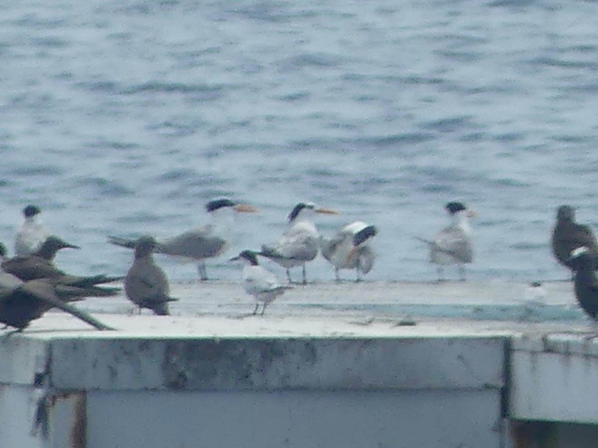 Lesser Crested Tern - Eamon Corbett