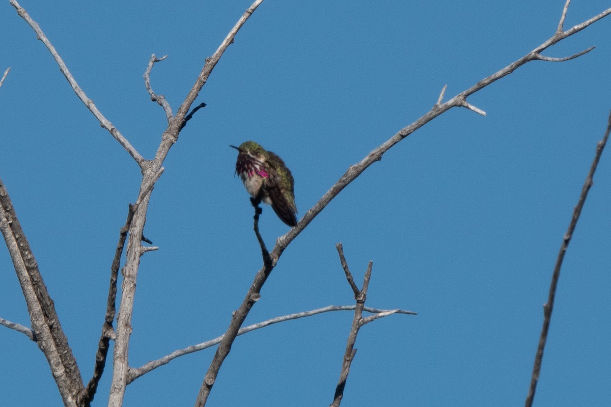 Calliope Hummingbird - ML620692862