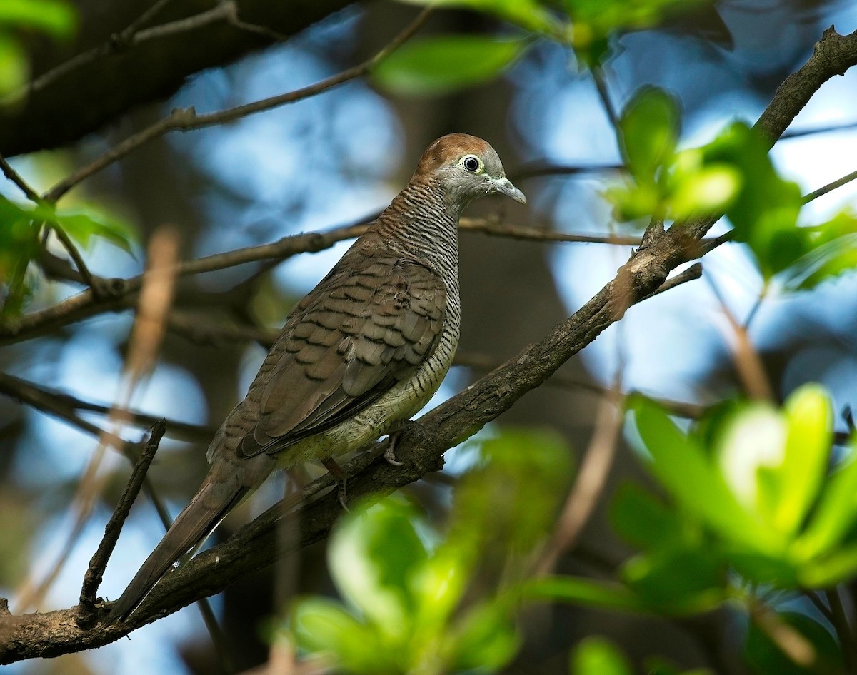 Zebra Dove - ML620692867