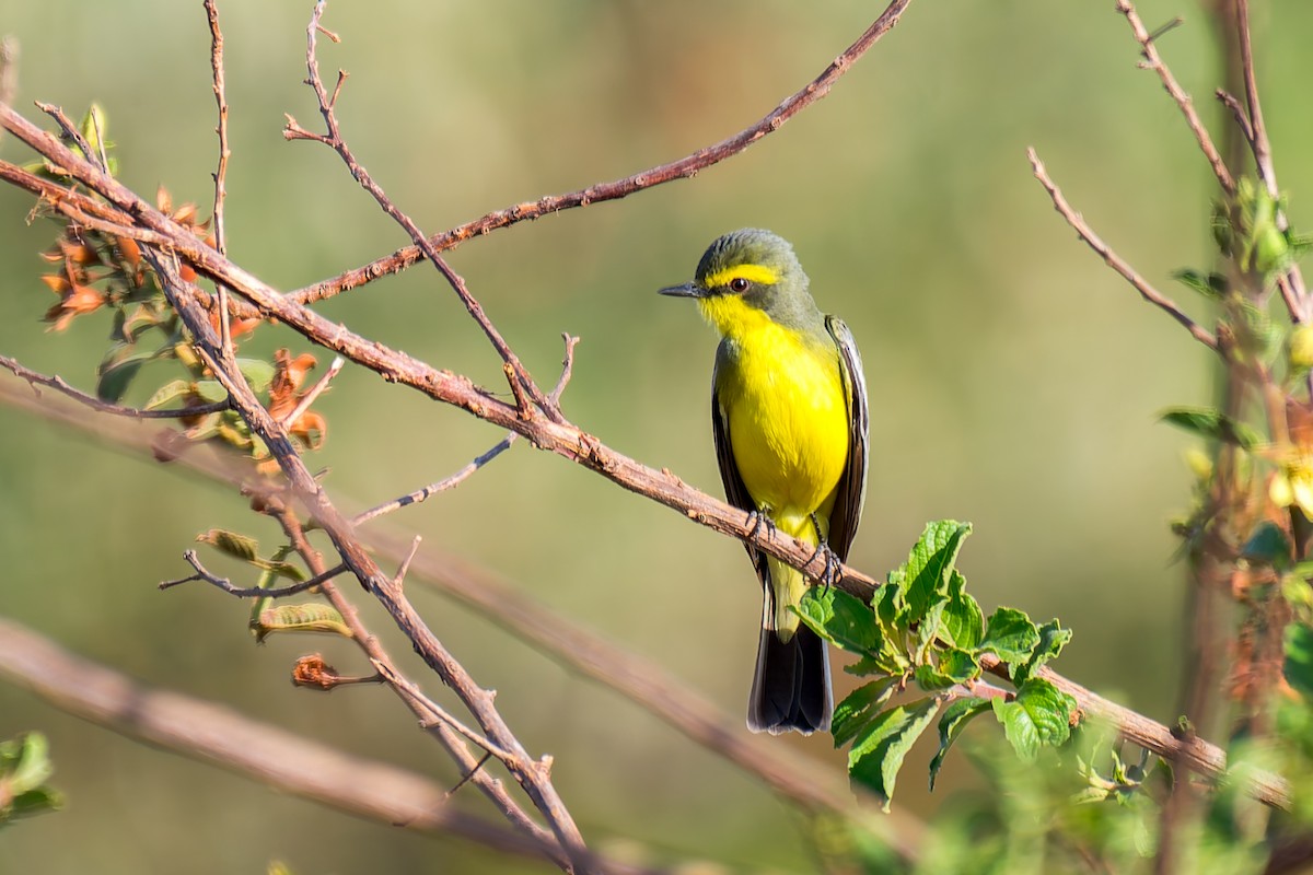 Yellow-browed Tyrant - ML620692871