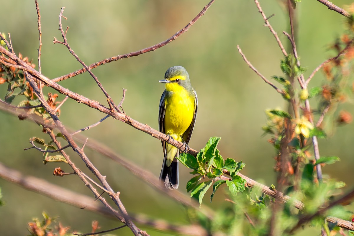 Yellow-browed Tyrant - ML620692872