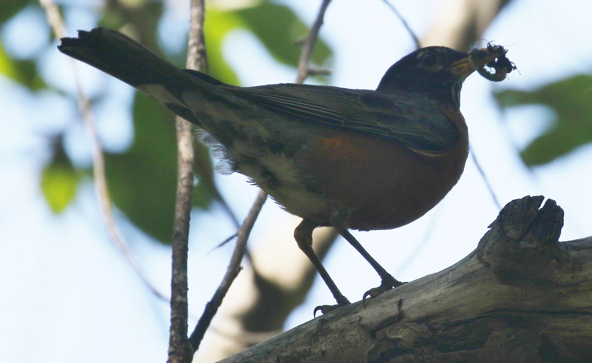 American Robin - ML620692873