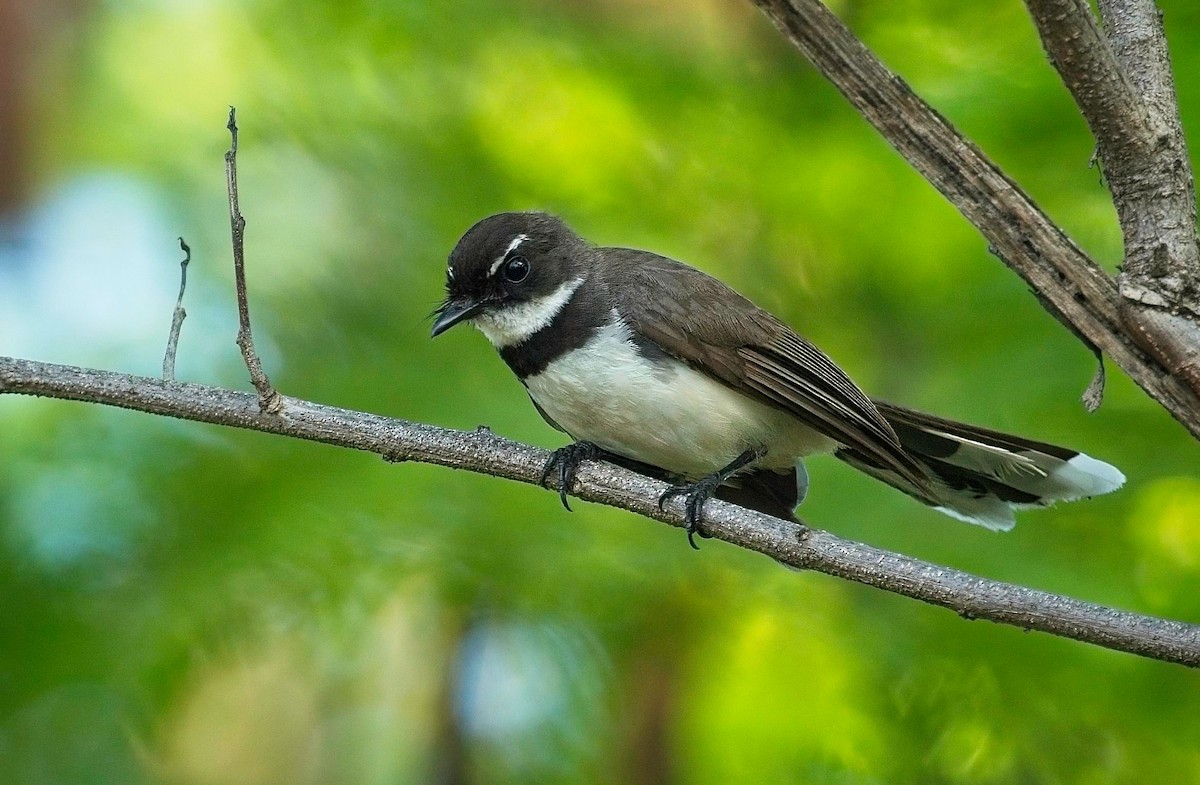 Philippine Pied-Fantail - ML620692879