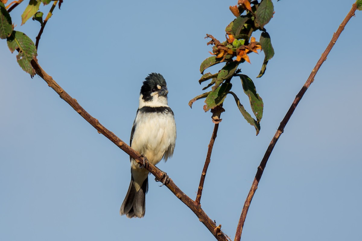 Rusty-collared Seedeater - ML620692881