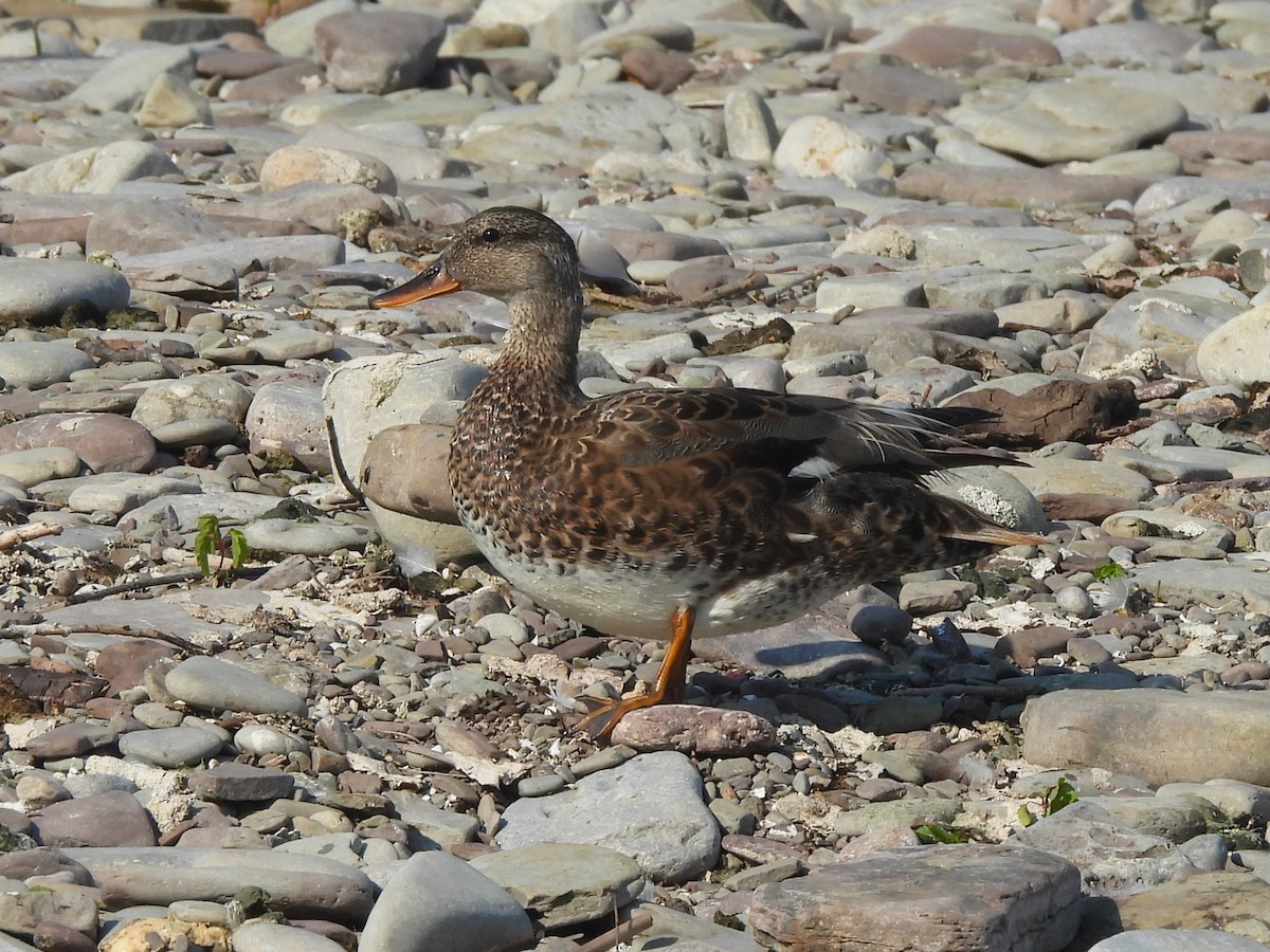 Gadwall - Mark Jennings