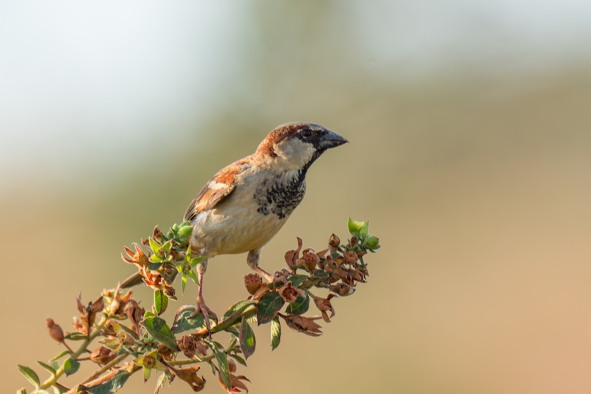 House Sparrow - ML620692886