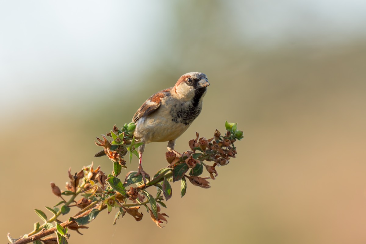 House Sparrow - ML620692887