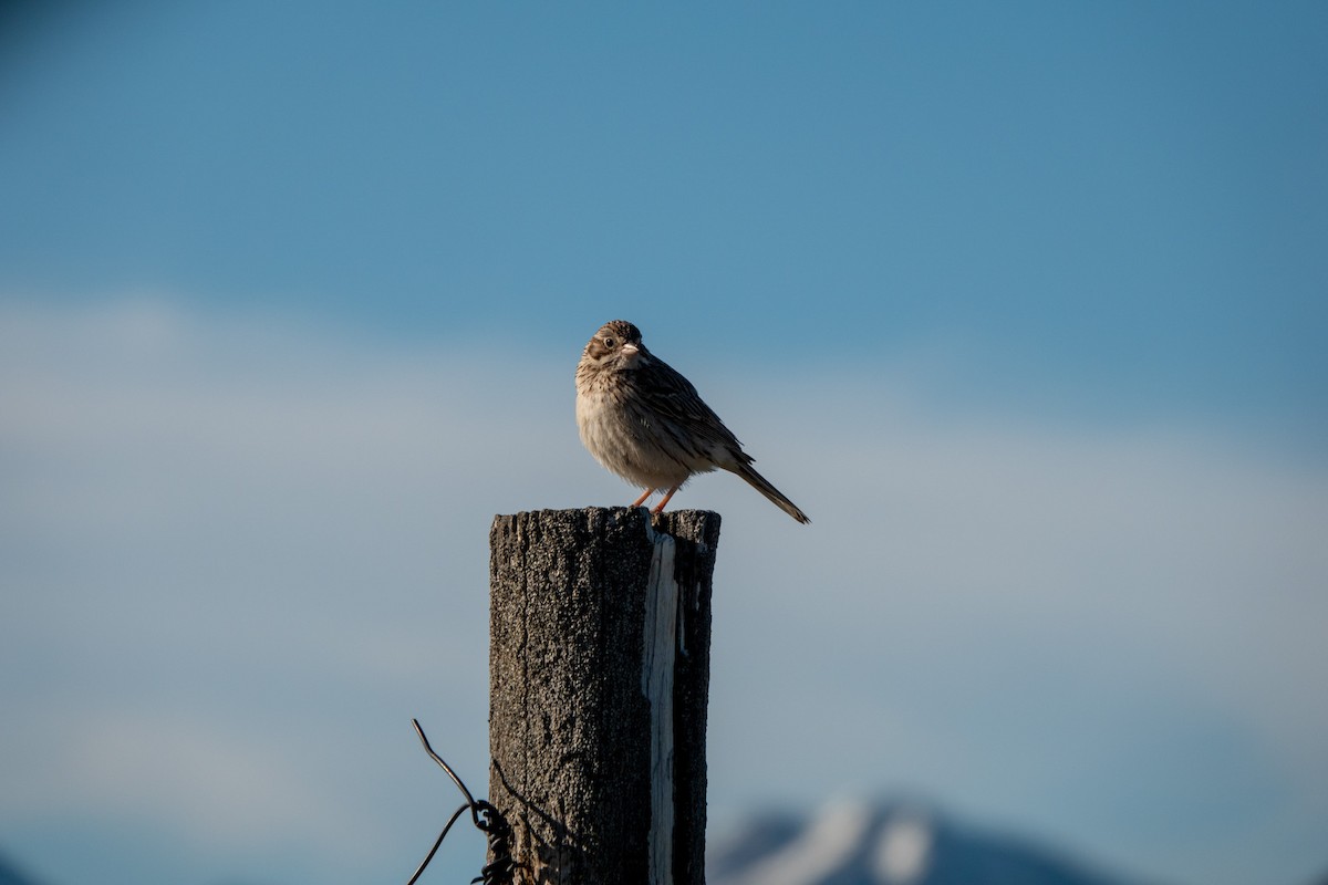 Vesper Sparrow - ML620692889