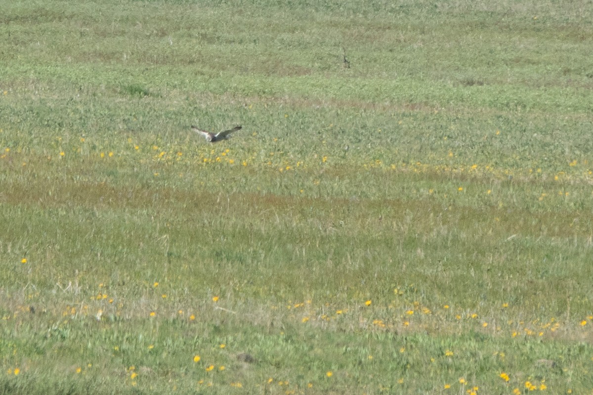 Short-eared Owl - ML620692894