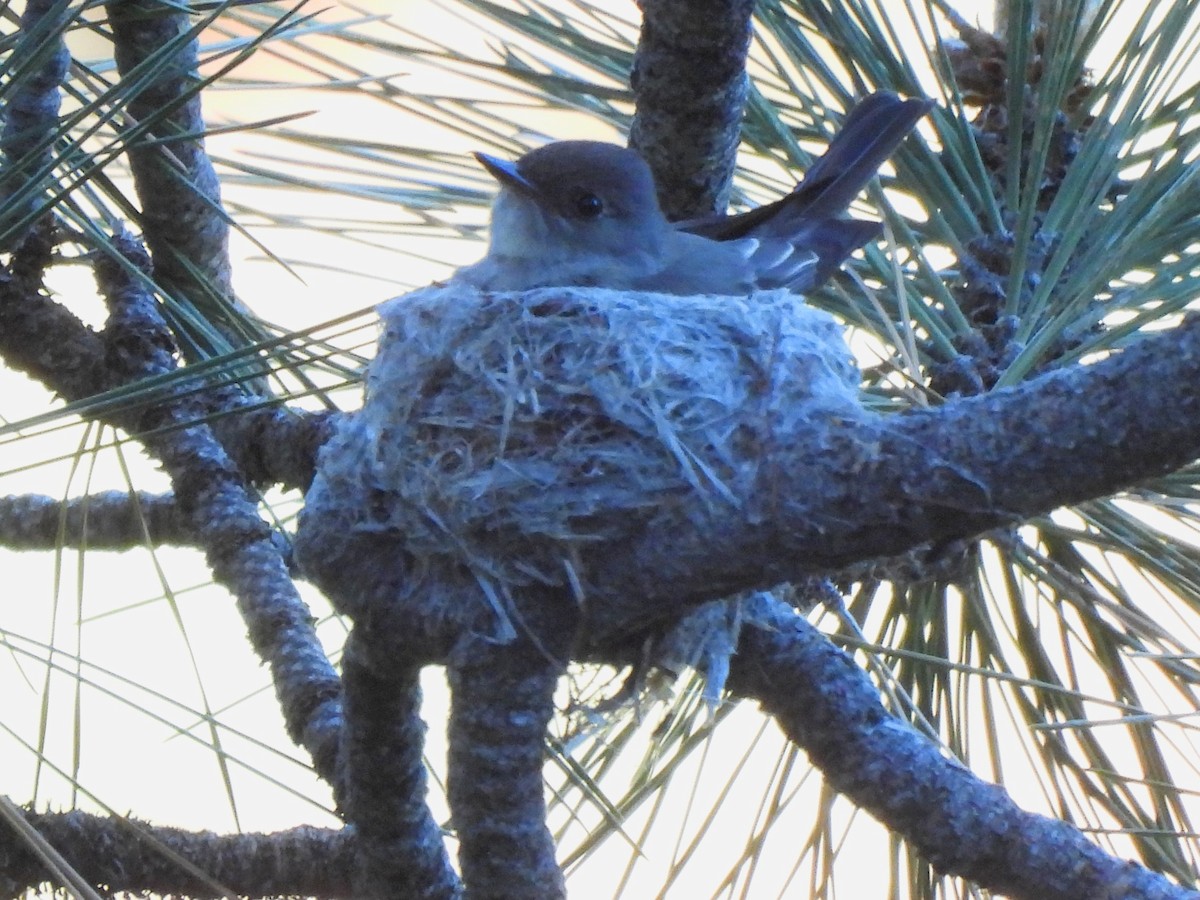 Western Wood-Pewee - ML620692904