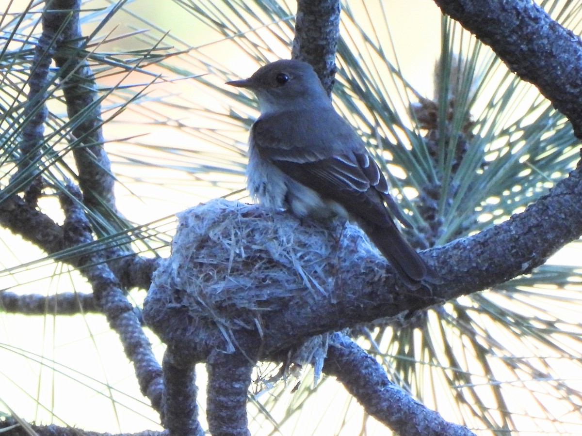 Western Wood-Pewee - ML620692905