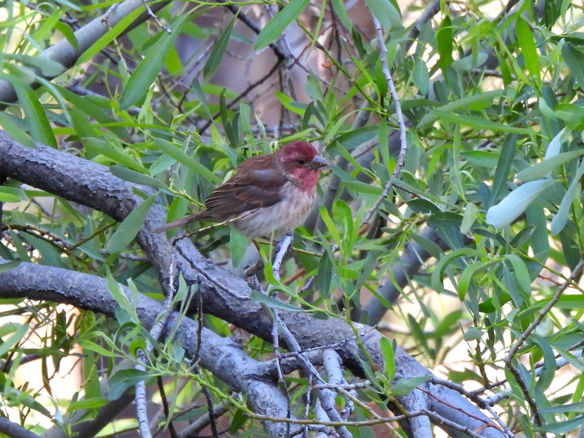 Purple Finch - ML620692908