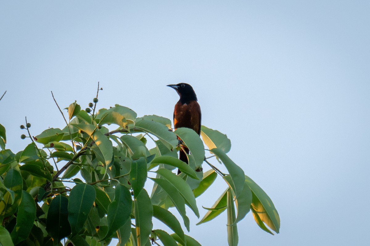 Orchard Oriole - ML620692913