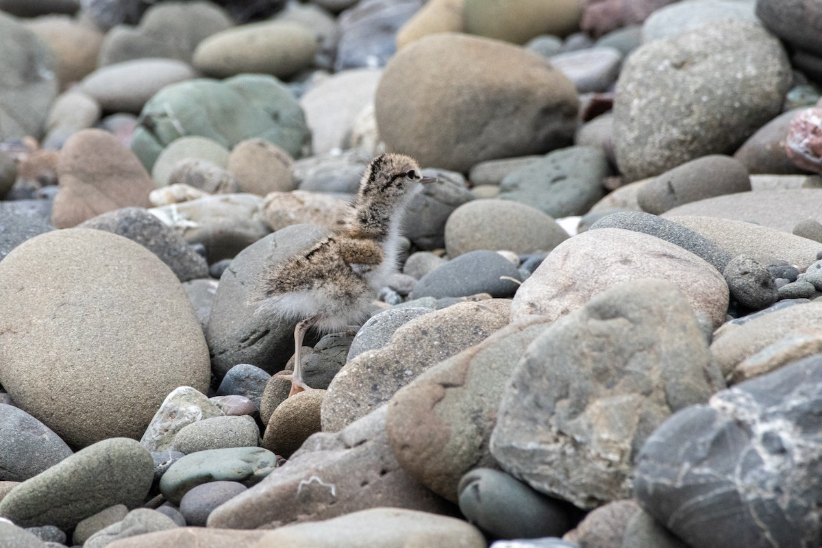 Spotted Sandpiper - ML620692915