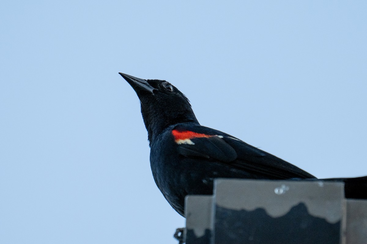 Red-winged Blackbird - ML620692917