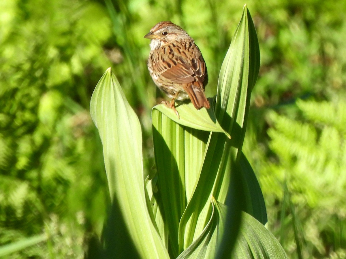 Lincoln's Sparrow - ML620692920