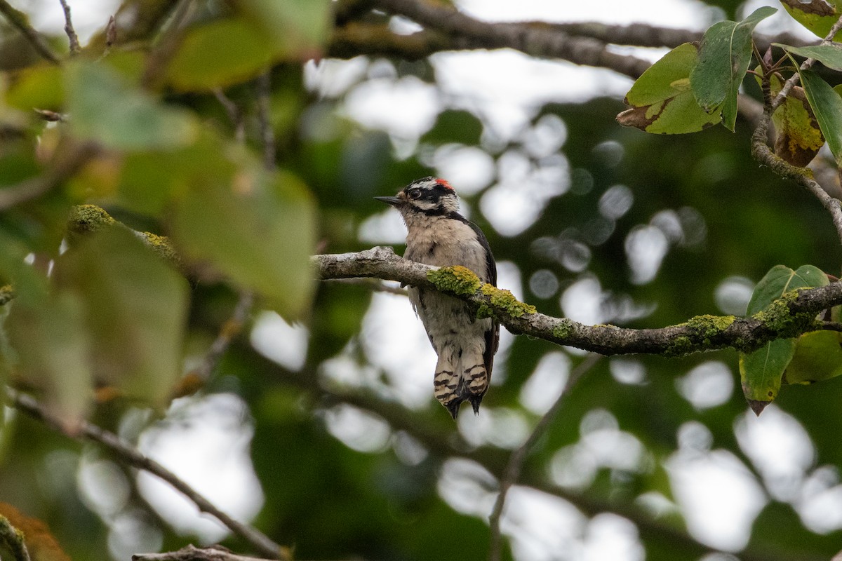 Downy Woodpecker - ML620692922