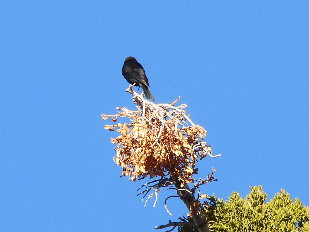 Brown-headed Cowbird - ML620692923