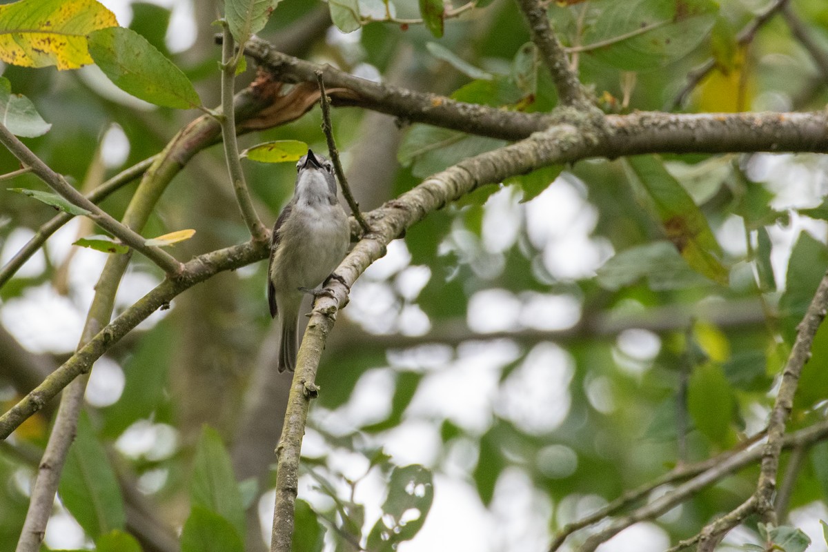 Cassin's Vireo - ML620692928