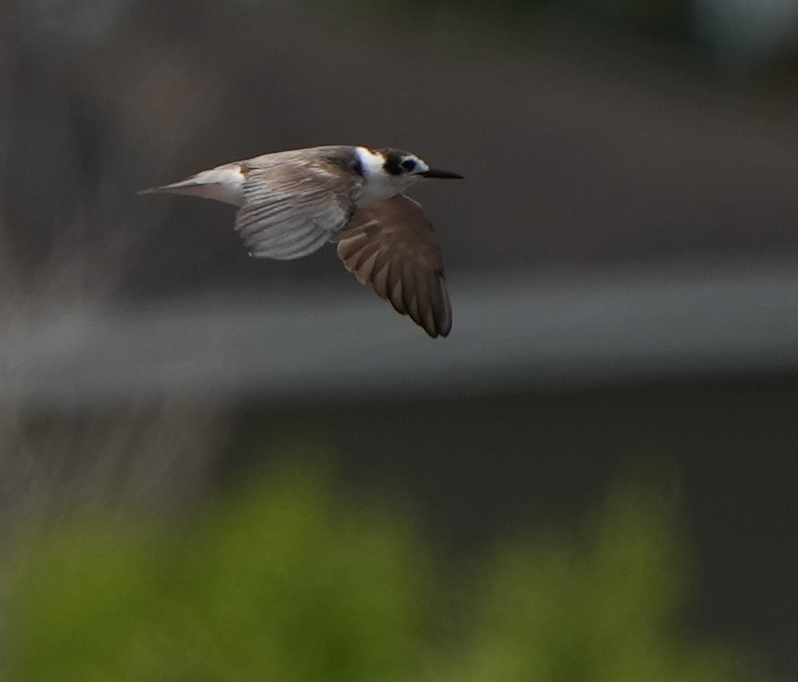 Black Tern - Dave Bowman