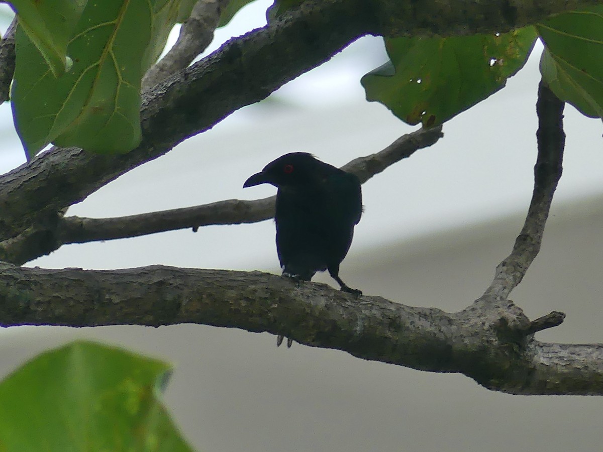 Metallic Starling - ML620692948