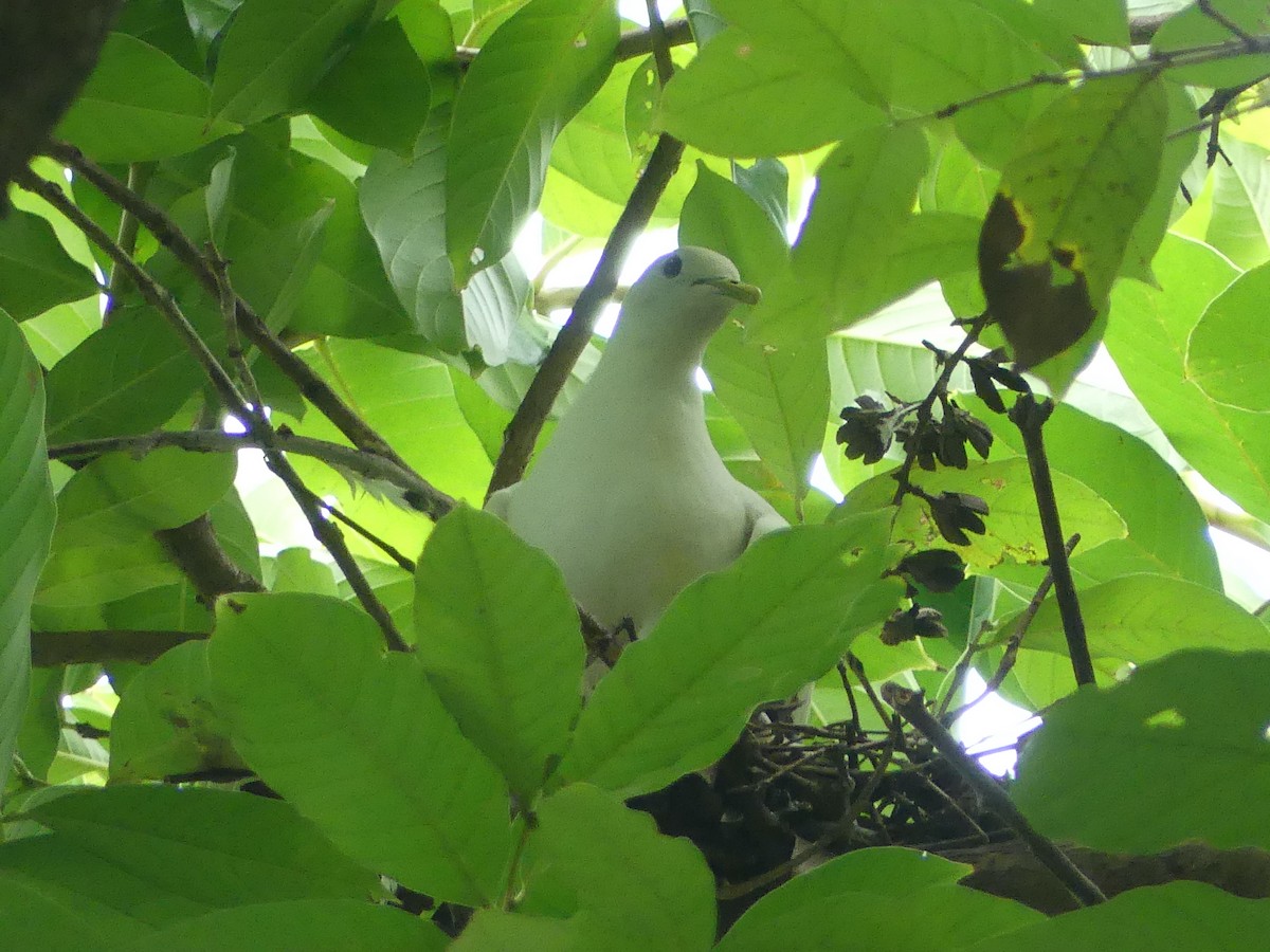 Torresian Imperial-Pigeon - ML620692949