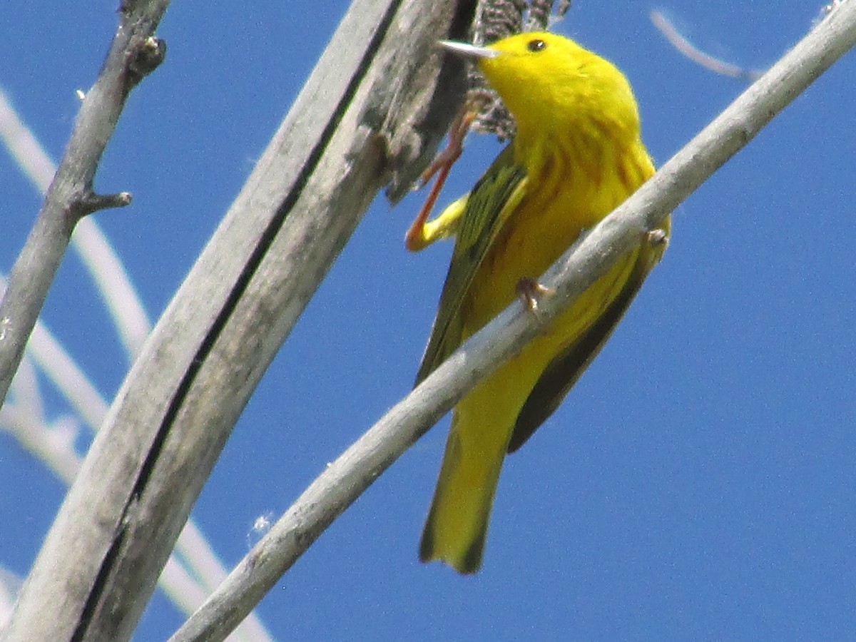 Yellow Warbler - ML620692951