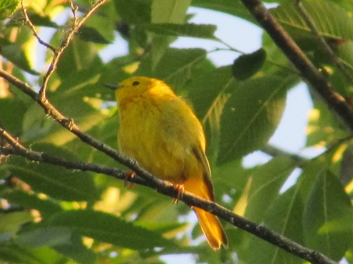 Yellow Warbler - ML620692952
