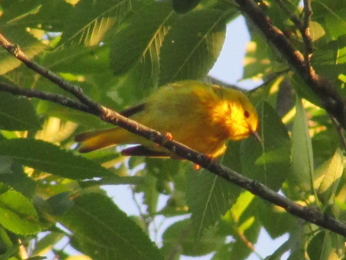 Yellow Warbler - ML620692956