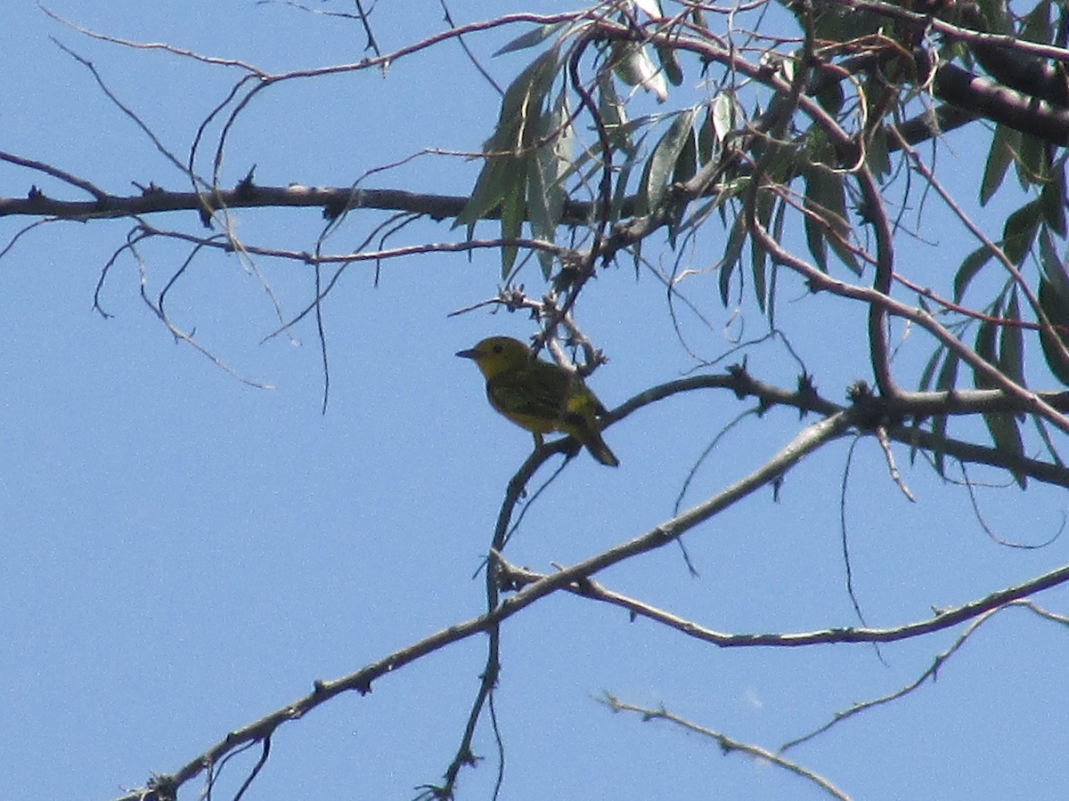 Yellow Warbler - ML620692958