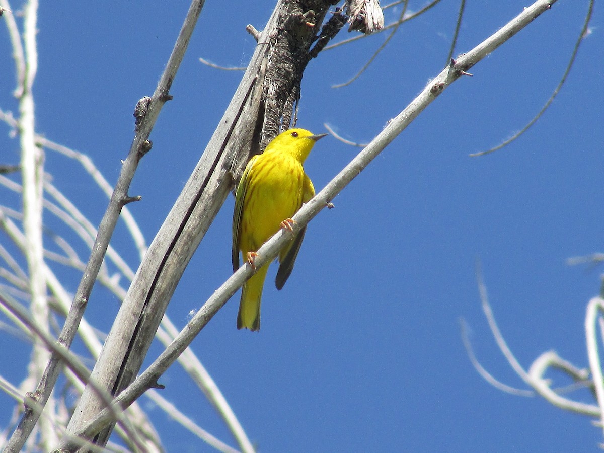 Yellow Warbler - ML620692959