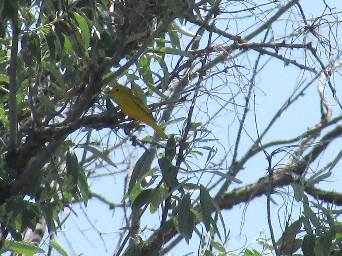 Yellow Warbler - ML620692960