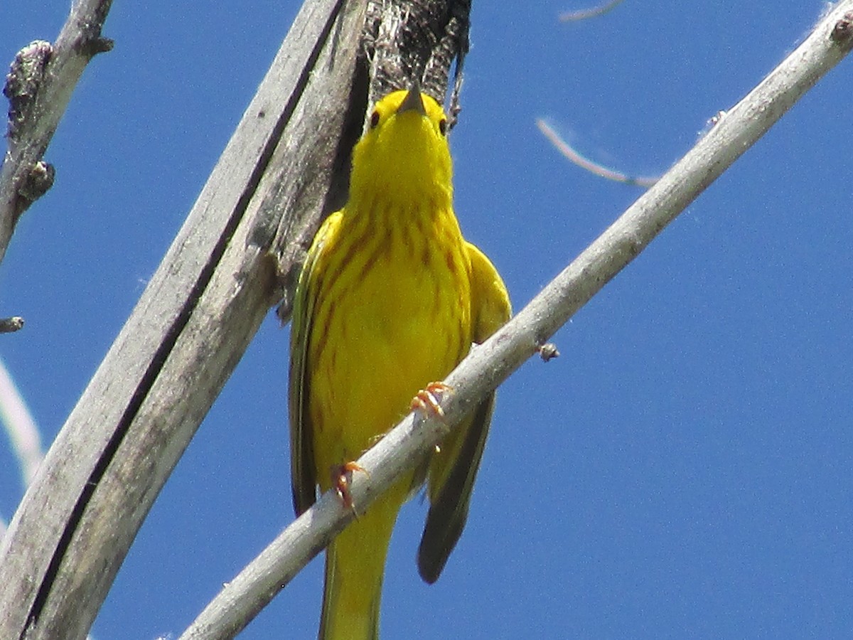 Yellow Warbler - ML620692961