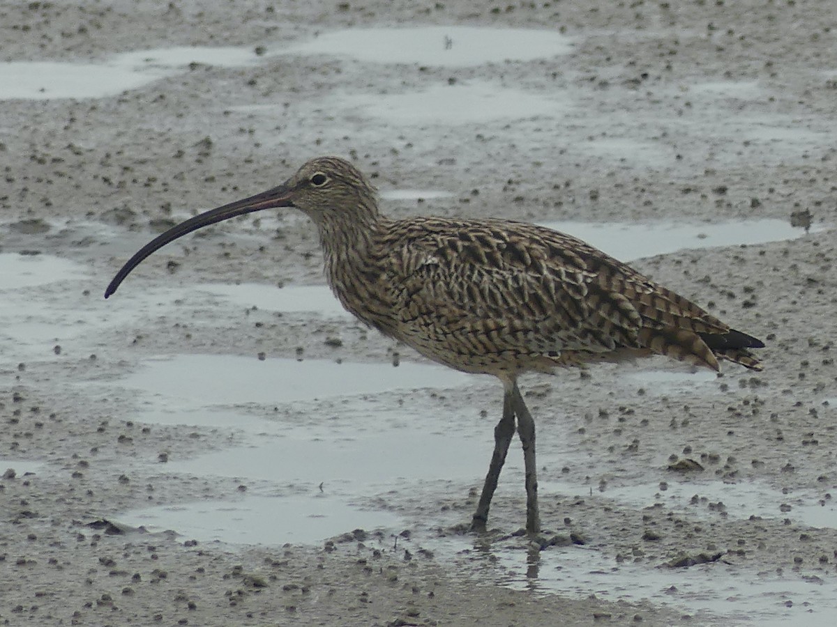 Far Eastern Curlew - ML620692964