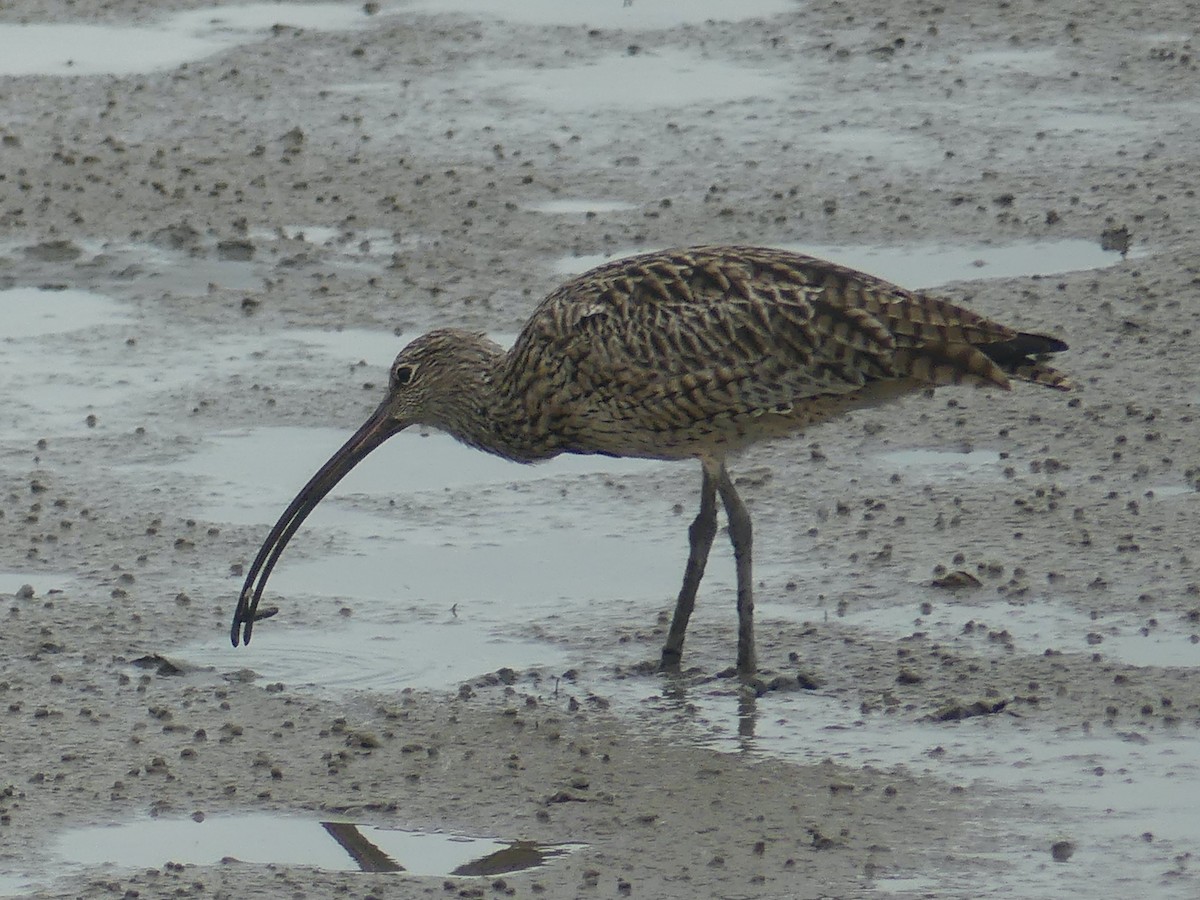 Far Eastern Curlew - ML620692965