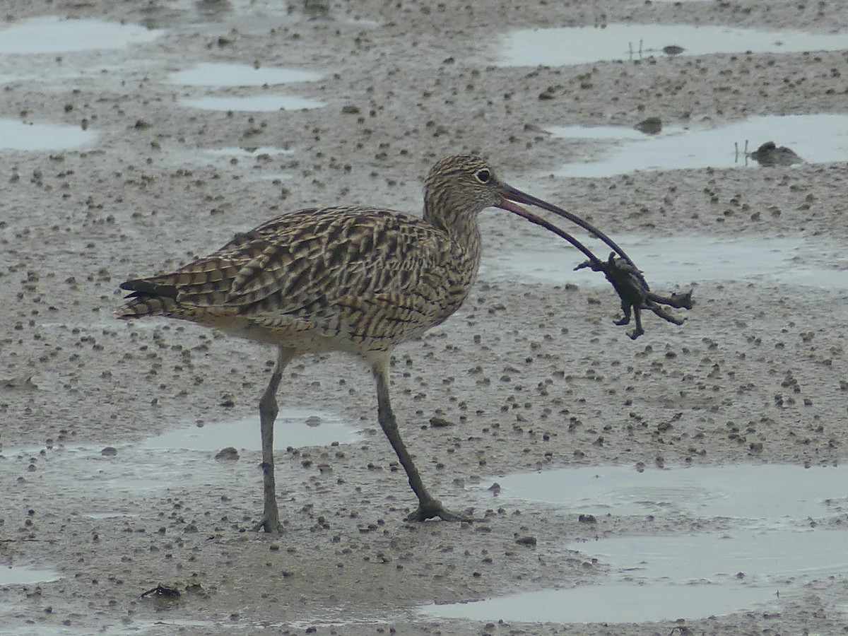 Far Eastern Curlew - ML620692966